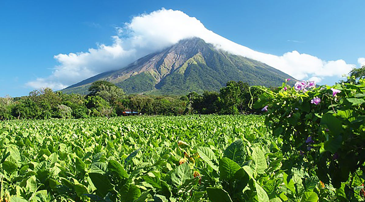 Tabakplantage in Nicaragua