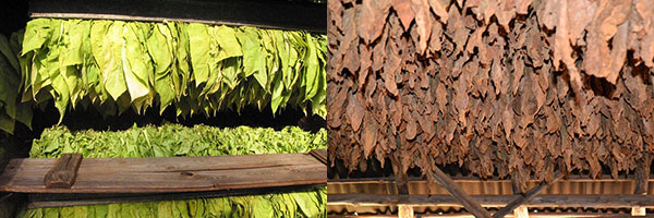 Tabakplantage in Nicaragua